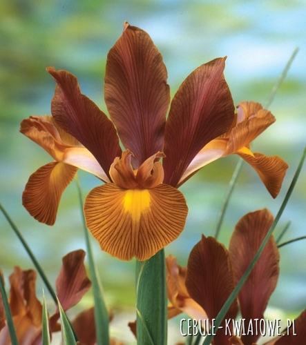 Irys Holenderski Lion King 10 szt.