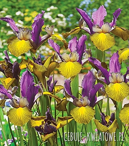 Irys Holenderski Picasso 5 szt.