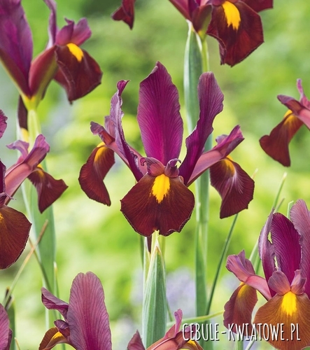 Irys Holenderski Red Ember 10 szt.