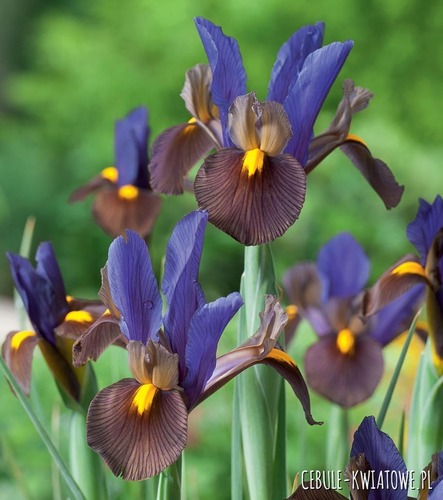 Irys Holenderski Tigereye 10 szt.