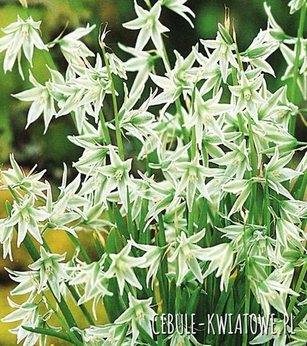 Ornithogalum Natans - Śniedek Zwisły 10 szt.
