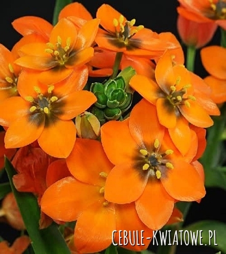 Ornithogalum Dubium Orange - Śniedek Wątpliwy 5 szt.