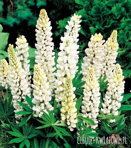Lupinus-Łubin Biały 1 szt.