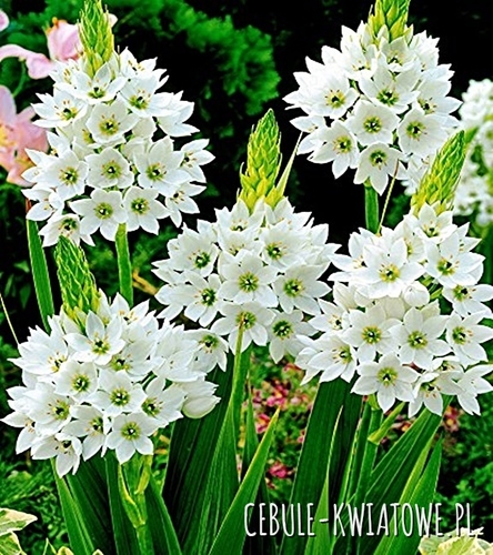 Ornithogalum Thyrsoides Milky Way - Śniadek Wiechowaty 3 szt.