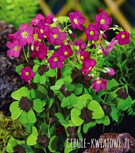 Oxalis Deppei-Szczawik Iron Cross 20 szt.