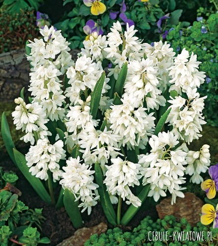 Puschkinia - Puszkinia Biała Alba 20 szt.