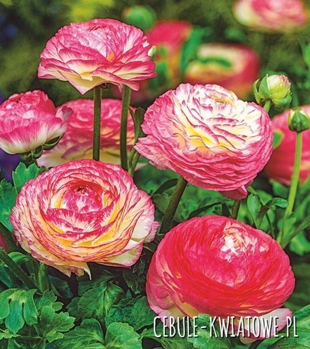 Ranunculus - Jaskier Picotee Rose 5 szt.