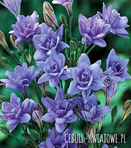 Hiacynt Kalifornijski Brodiaea Triteleia Aquarius 10 szt.