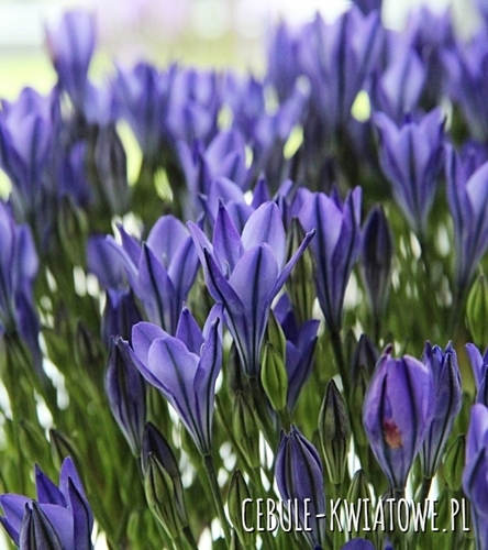 Hiacynt Kalifornijski Brodiaea Triteleia Blues 10 szt.