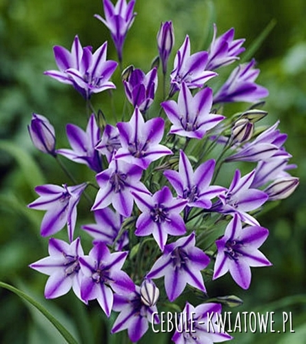 Hiacynt Kalifornijski Brodiaea Triteleia Rudy 10 szt.
