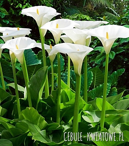 Zantedeschia - Kalla Aetiopica 1 szt.