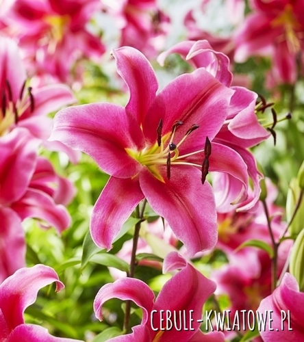 Lilia drzewiasta Sensi 1 szt.