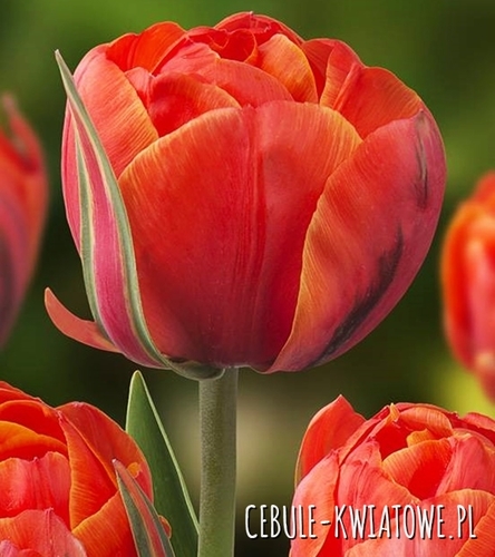 Tulipan Pełny Double Queensday 5 szt.