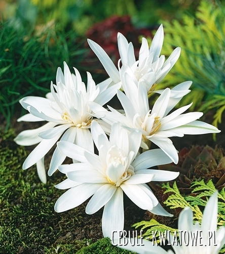 Colchicum - Zimowit Biały Alboplenum Alba 1 szt.