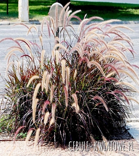 Rozplenica Rubrum 1 szt.