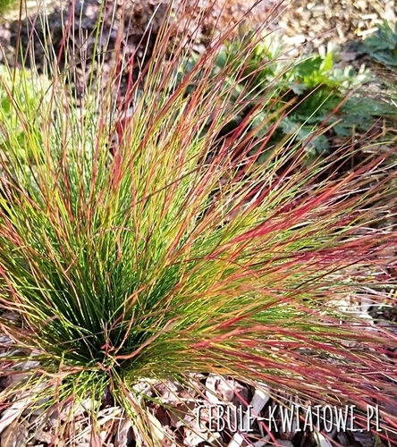 Kostrzewa Walberla 1 szt.