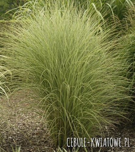 Miskant Chiński Morning Light 1 szt.