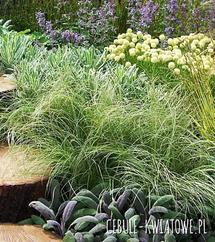 Turzyca Włosista Frosted Curls 1 szt.