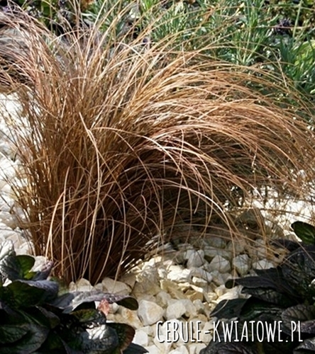 Turzyca Włosista Bronco 1 szt.