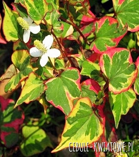 Tułacz Sercowaty Chameleon 1 szt.