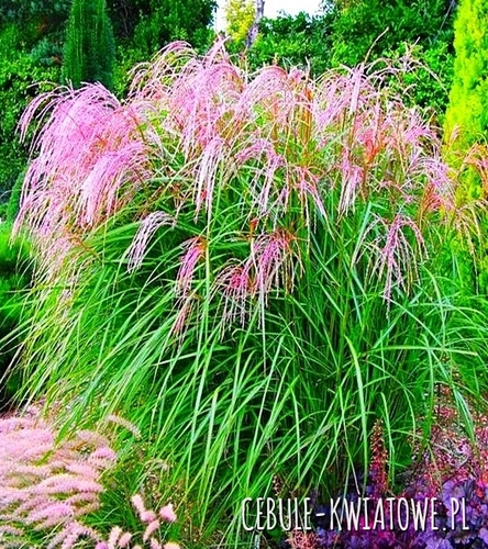 Różowy Miskant Chiński Flamingo 1 szt.