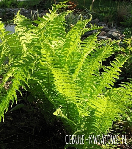 Pióropusznik Strusi 1 szt.