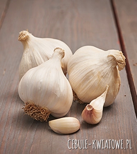 Czosnek Jadalny Ozimy White Garlic Messidrome 0,25 kg