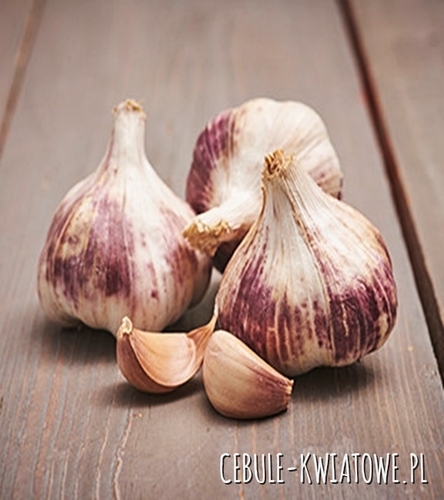 Czosnek Jadalny Ozimy Purple Garlic Germidour 0,25 kg