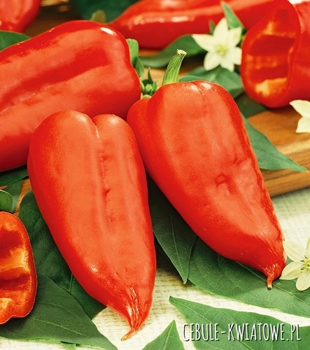 Papryka Jalapeno Ruben - ostra typu Chili