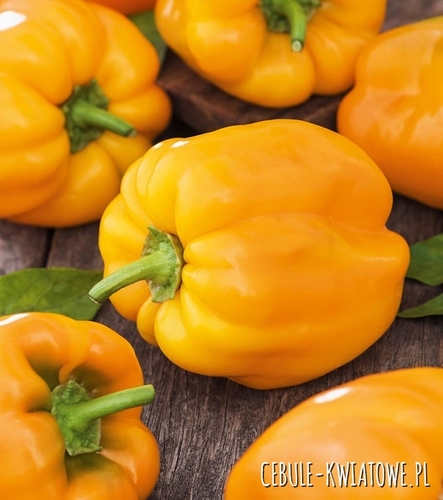 Papryka Habanero Yellow - ostra