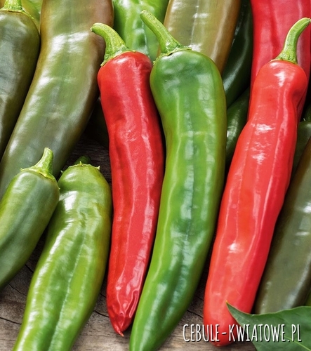 Papryka Anaheim Chili - ostra