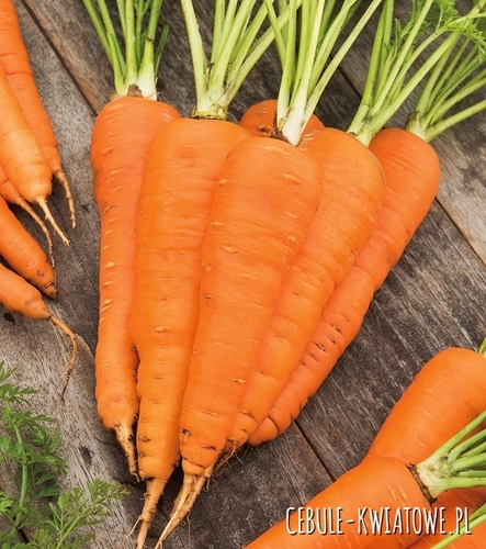 Marchew Flakkese 2 Flacoro na Taśmie