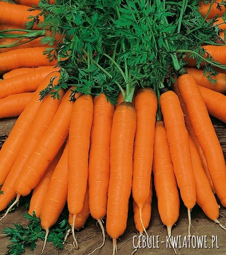 Marchew Amsterdamska Amsterdam 3 - wczesna