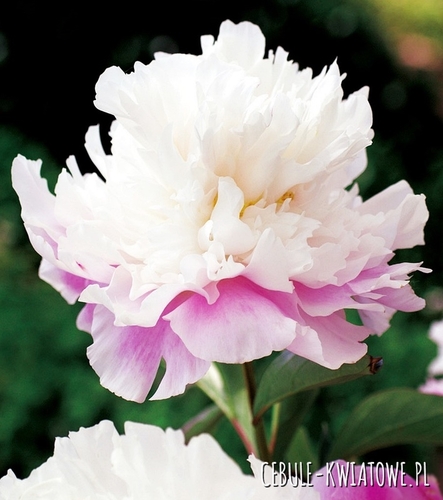 Piwonia Amabilis 1 szt.