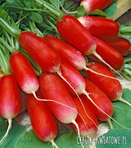 Rzodkiewka Opolanka na Taśmie