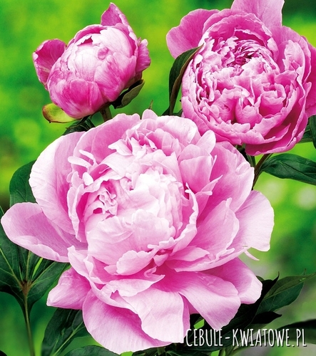 Piwonia Dr. Alex Fleming 1 szt.