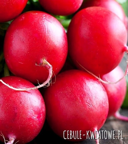 Rzodkiewka Carmen na Taśmie