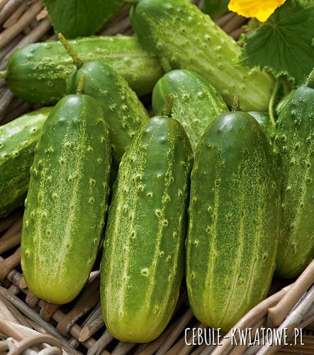 Ogórek Polan F1 na Taśmie