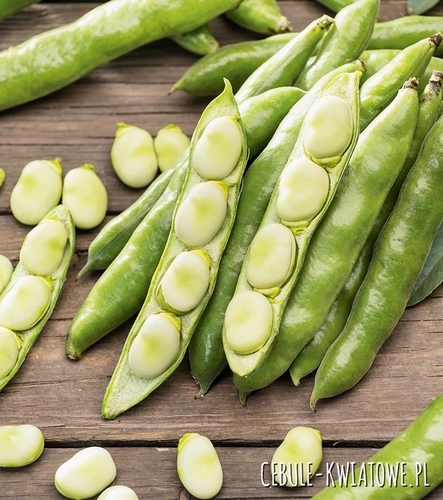 Bób Windsor Biały 500g