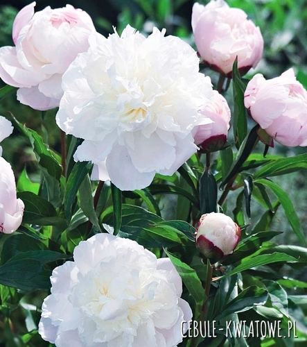 Piwonia Shirley Temple 1 szt.