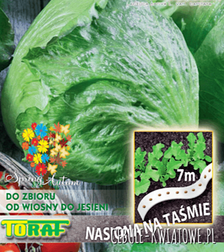 Sałata krucha lodowa Ice Queen na Taśmie