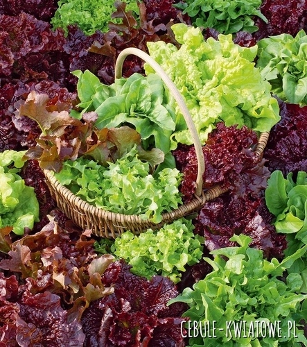 Świeże Listki Mieszanka Rodzinna na Taśmie