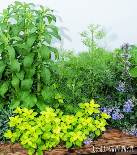 Ziołowy Zakątek - Nasiona Ziół