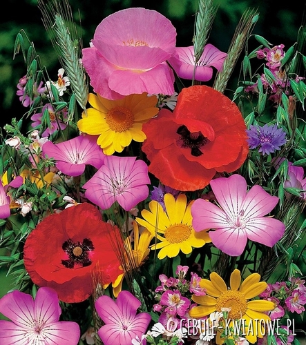 Mieszanka Roślin Miododajnych na tereny suche 500g