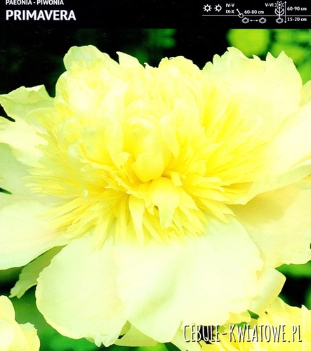 Piwonia Prima Vera 1 szt.