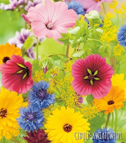 Mieszanka Roślin Miododajnych na tereny podmokłe 1000g