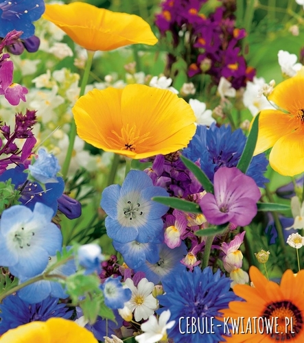 Mieszanka Roślin Miododajnych Bee's Universe 500g