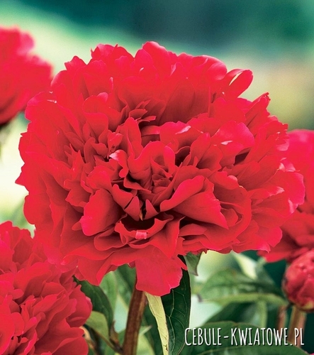 Piwonia Felix Crouse 1 szt.