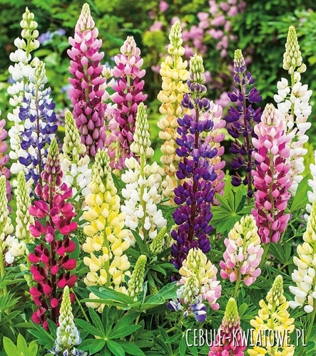 Łubin Wąskolistny Słodki - Nasiona na poplon 1000g