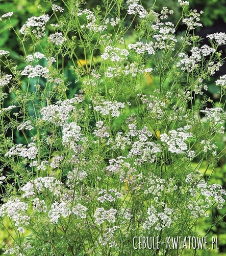 Seradela - Nasiona na poplon 500g